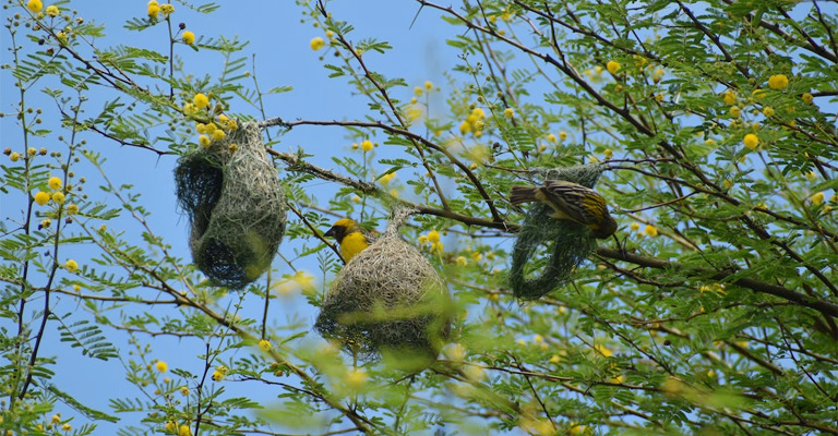 Why Do Birds Make Their Nests on Trees