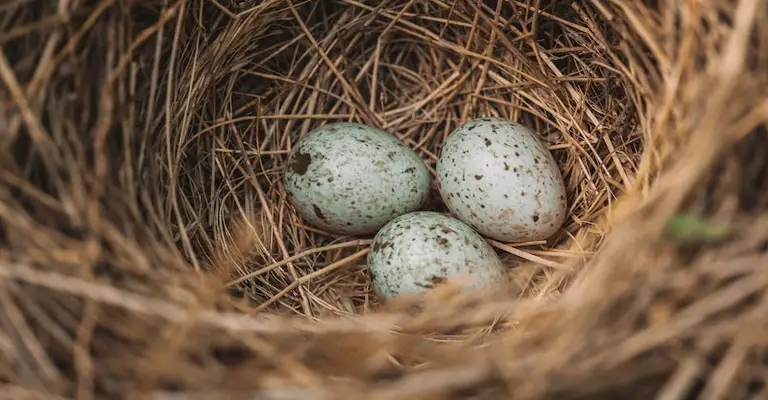 Why Do Birds Throw Eggs Out Of Nest