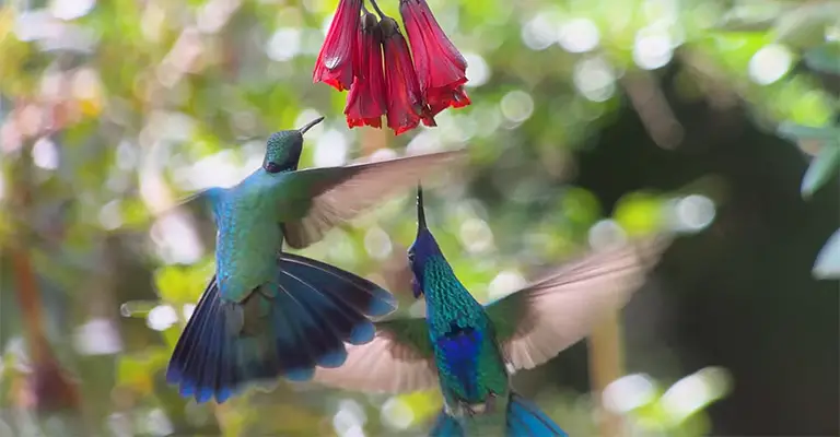 Why Do Hummingbirds Attack