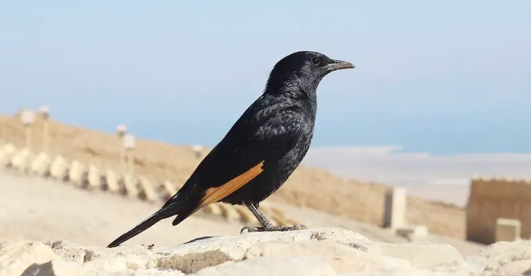 Why Do I Keep Seeing A Black Bird-Like Figure Everyday