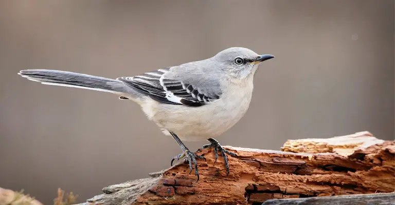 Why Do Mockingbirds Mimic Other Birds