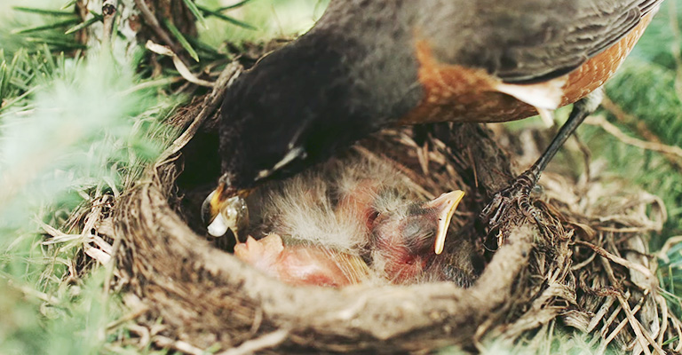 Why Do Mother Birds Eat Their Babies Poop