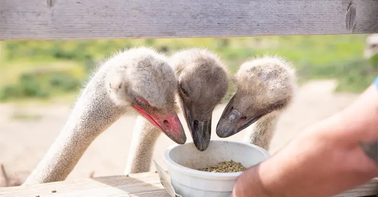 Why Do Ostriches Eat Sand and Pebbles