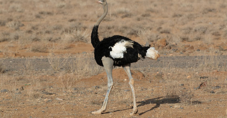 Why Do Ostriches Have Such Long Legs