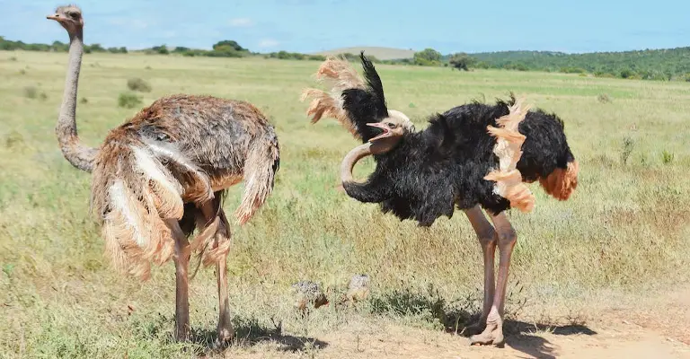 Why Do Ostriches Have Strange Legs
