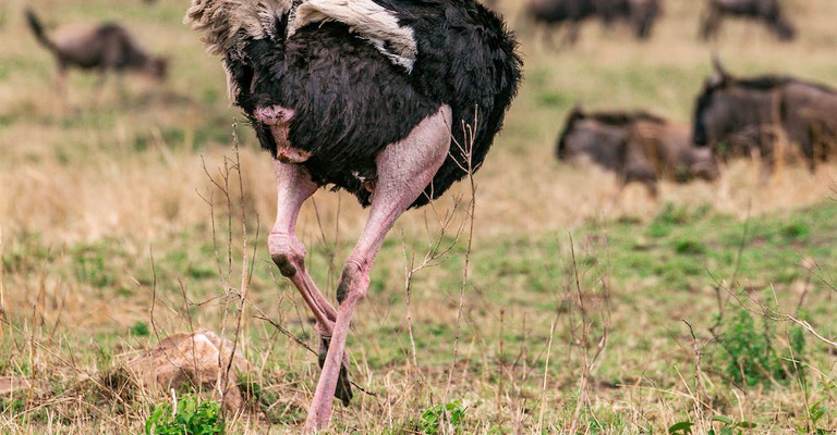 Why Do Ostriches Have Red Legs