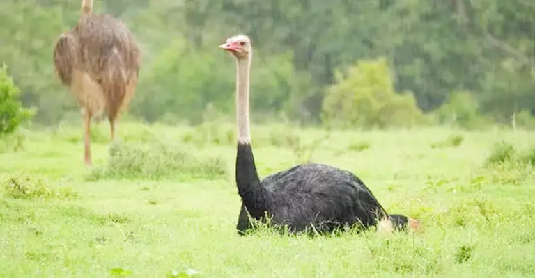 Why Do Ostriches Sit In The Rain