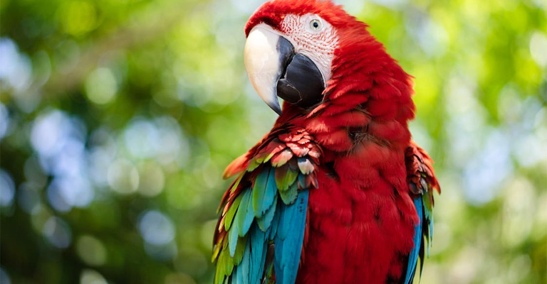 Why Do Parrots Imitate Sounds