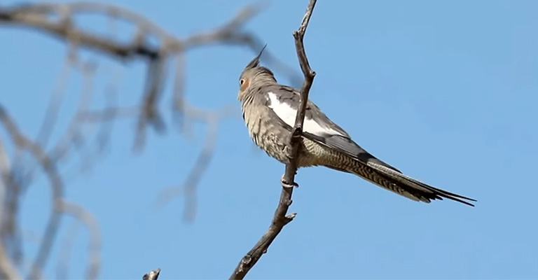 When Your Cockatiel Flew Away