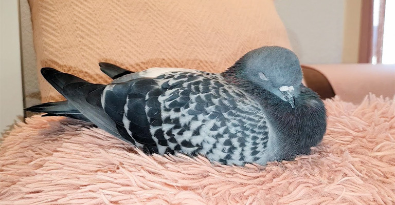 Why Do Pigeons Not Sleep in Nests