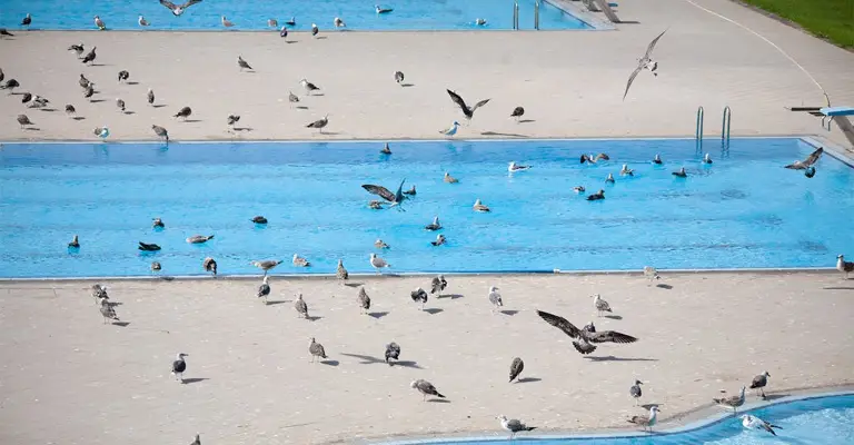 Why Do Semi-Aquatic Birds Thrive On The Pools In Urban And Suburban Environments