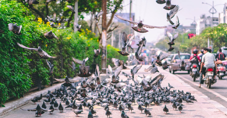 Why Do Sometimes Birds Fly Close to Cars