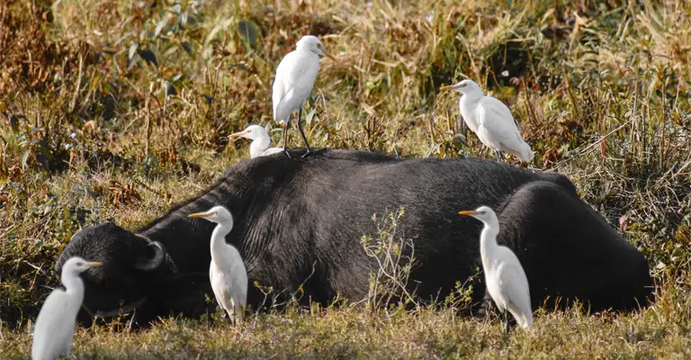 Why Do White Birds Hang Around Cows