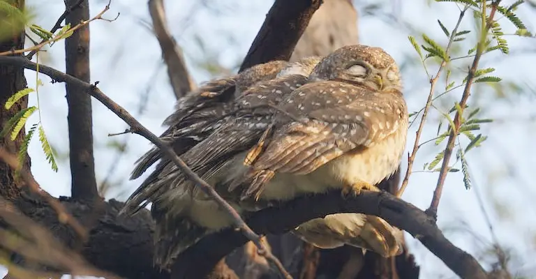 Gravity-Defying Dreams: Why Don't Birds Fall Off Trees While Sleeping?