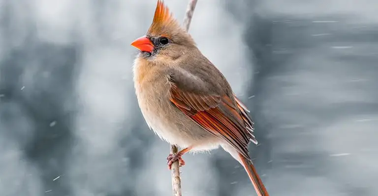 Why Don't Birds' Feet Freeze