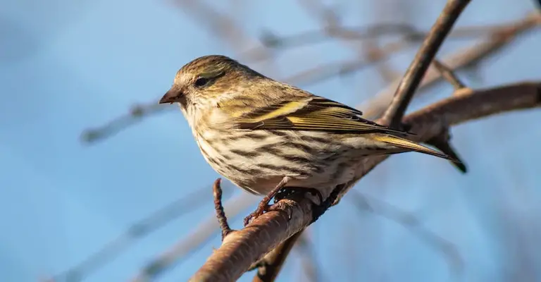 Why Don't Birds Get Diseases From Eating Bugs All The Time
