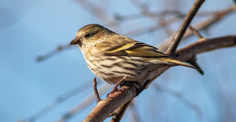 Why Don't Birds Get Diseases From Eating Bugs All The Time