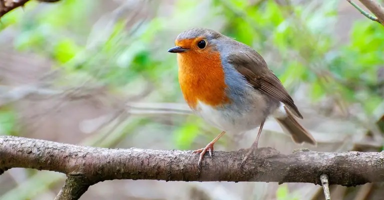 Why Don't Robins Eat Bird Seed