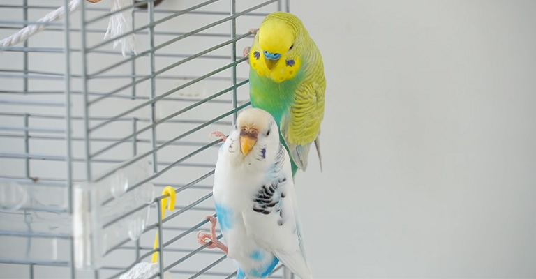 Why Is My Budgie Lifting One Wing