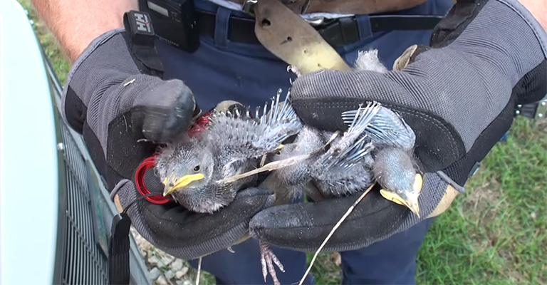 Why Should We Keep Birds Out of the Garage