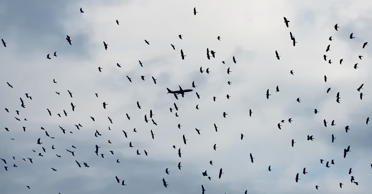 Airborne Showdown: Why Were Birds Attacking Planes? 