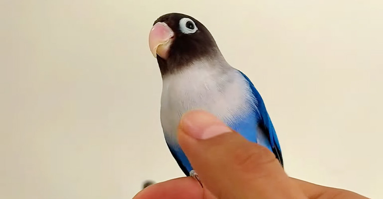 Why do pet birds smell so good