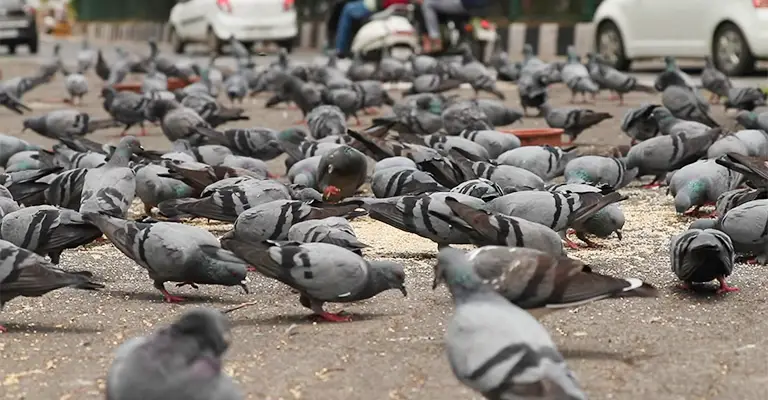 Exploring Why Do Some People Feed Pigeons and Other Birds