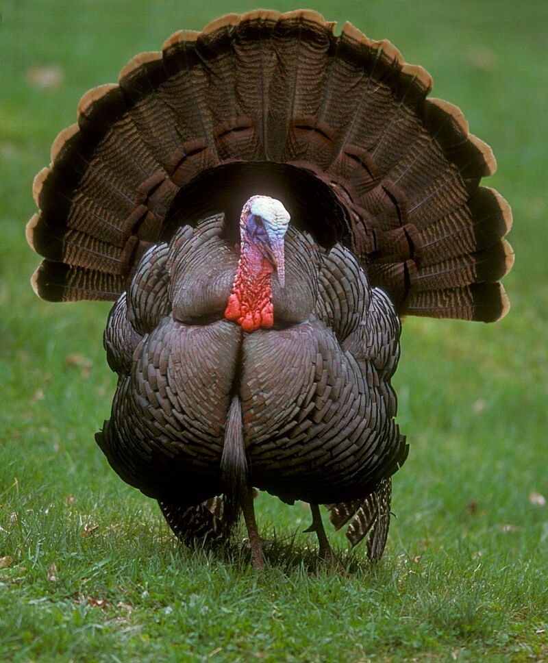 Wild_turkey__15