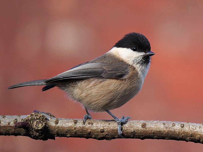 Willow_tit__19