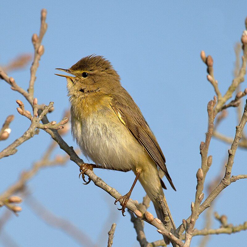 Willow_warbler__10