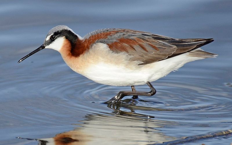 Wilson's_phalarope__6