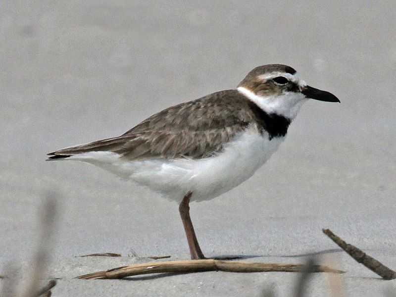 Wilson's_plover__19