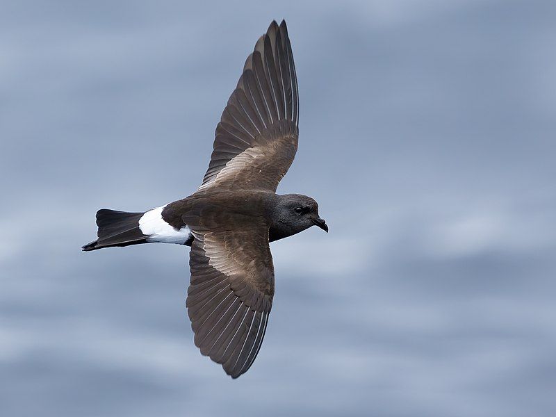 Wilson's_storm_petrel__13