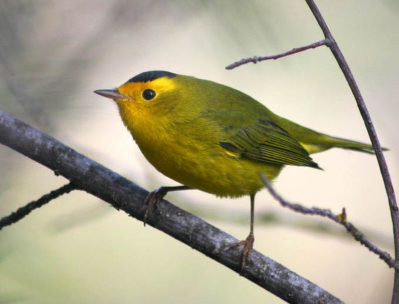 Wilson's_warbler__4