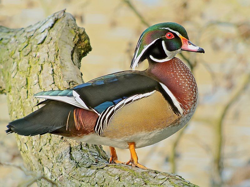 Wood_duck__12