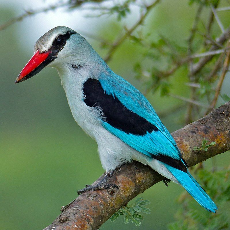 Woodland_kingfisher__1