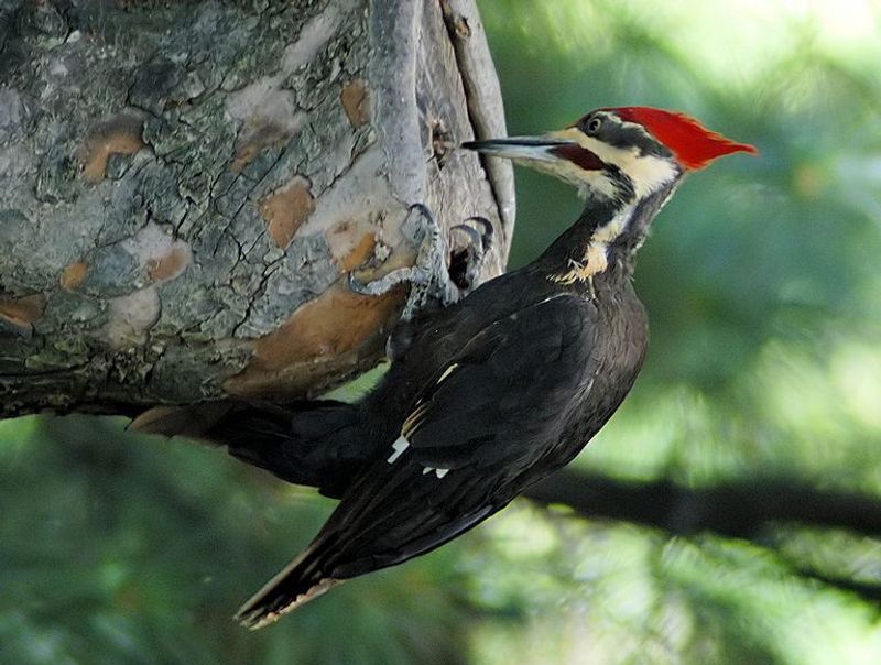 Woodpecker__4