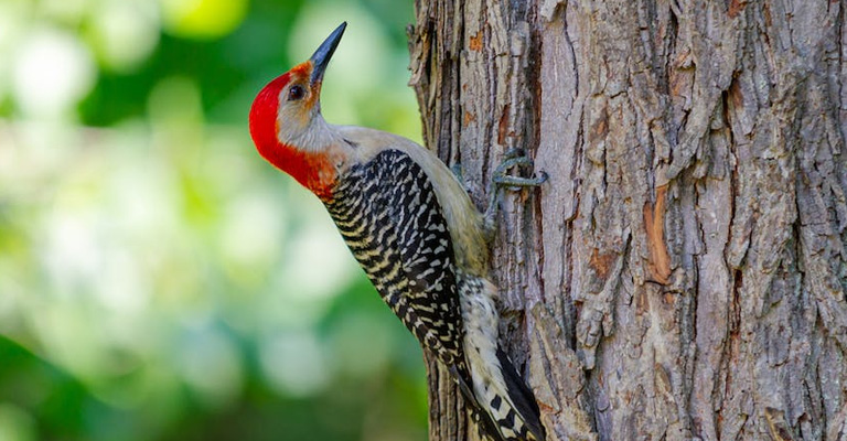 Woodpeckers