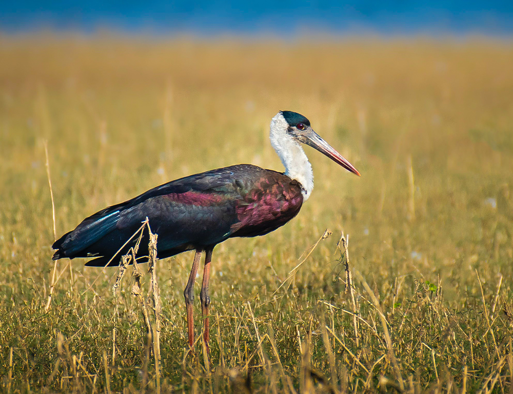 Woolly-necked Stork