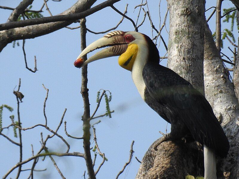 Wreathed_hornbill__10