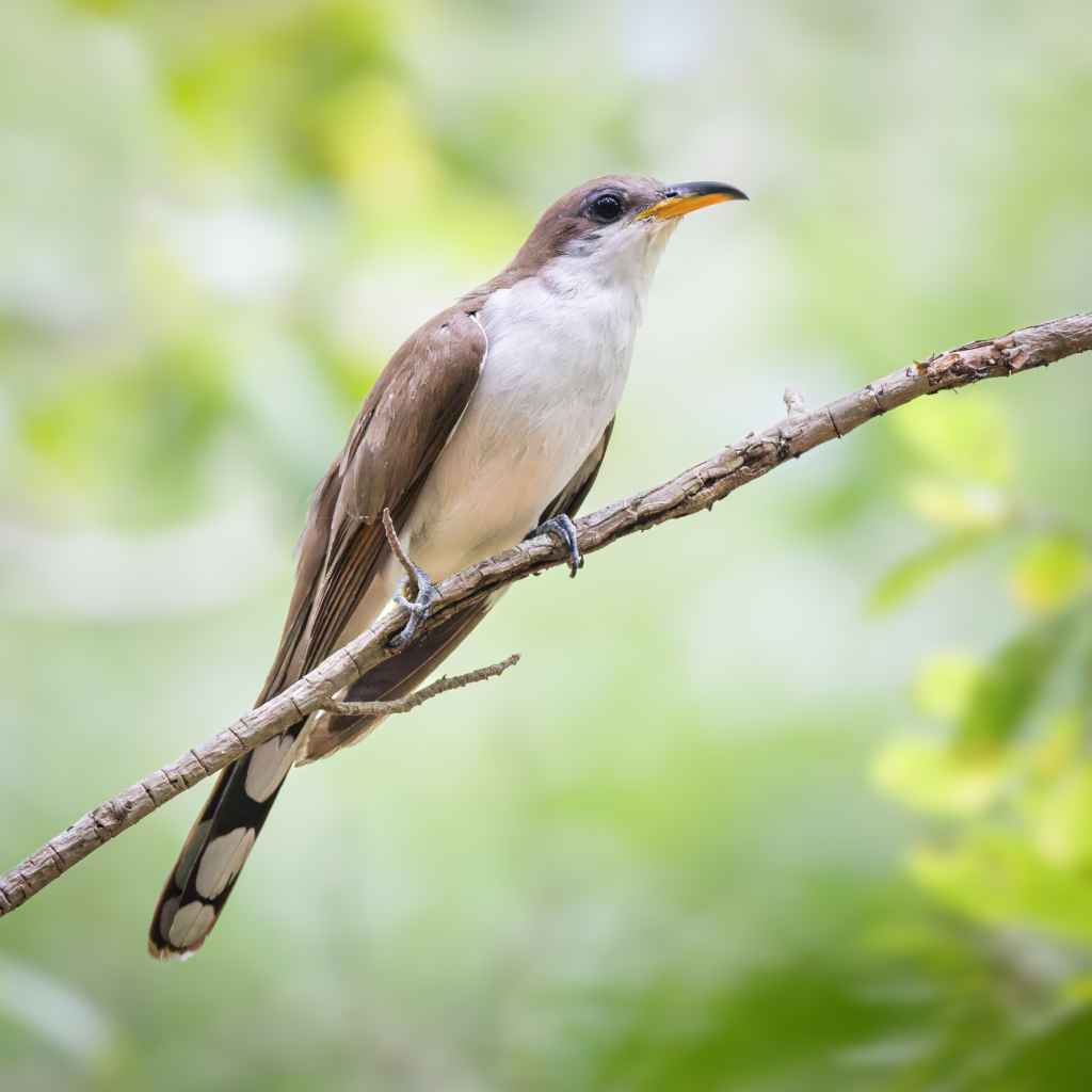 Yellow-Billed Cuckoo