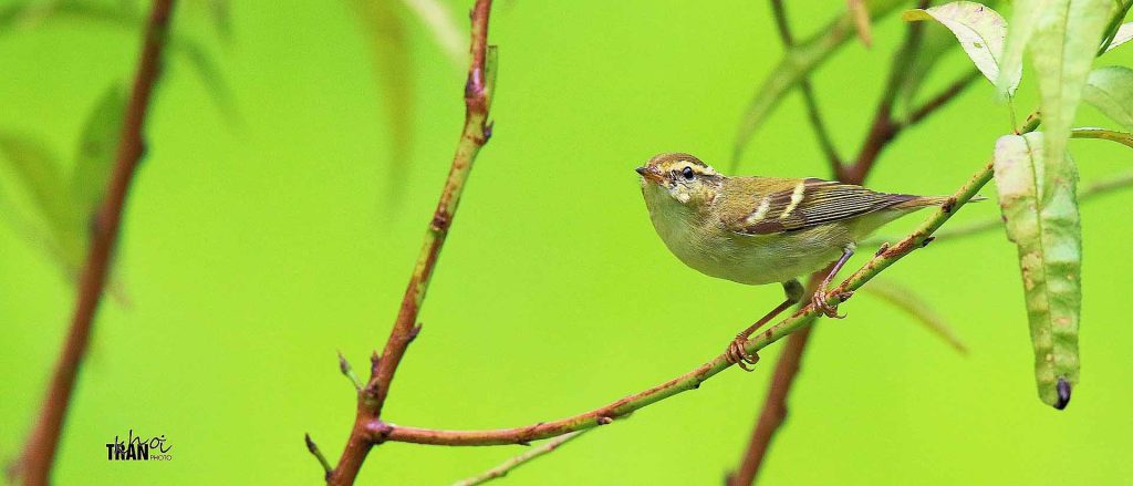 Yellow-Browed Warbler