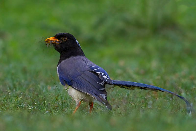 Yellow-billed_blue_magpie__41