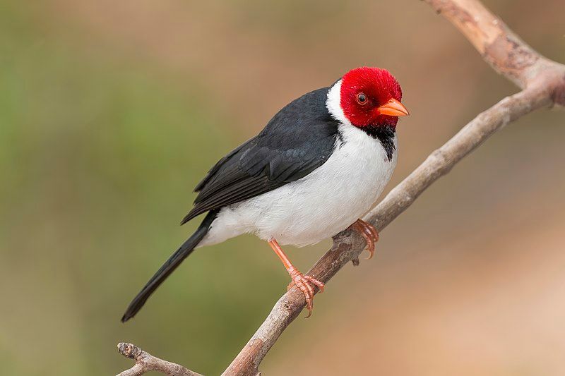 Yellow-billed_cardinal__35