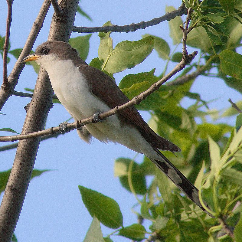 Yellow-billed_cuckoo__14