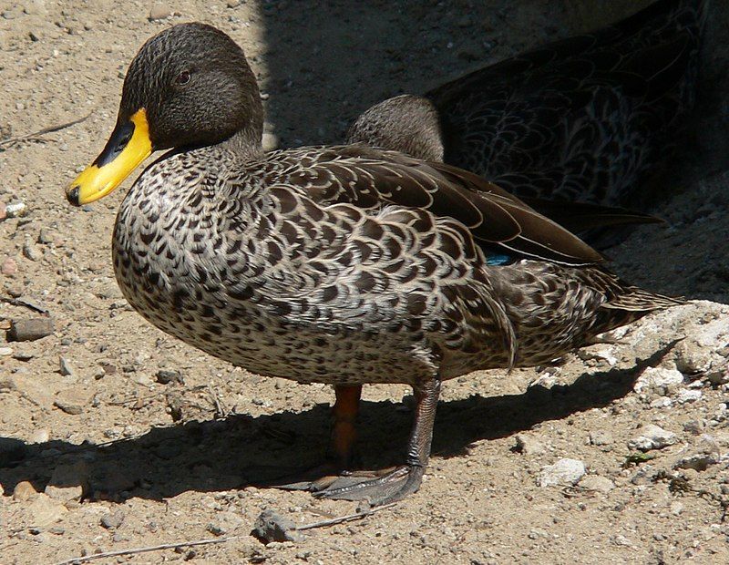 Yellow-billed_duck__13