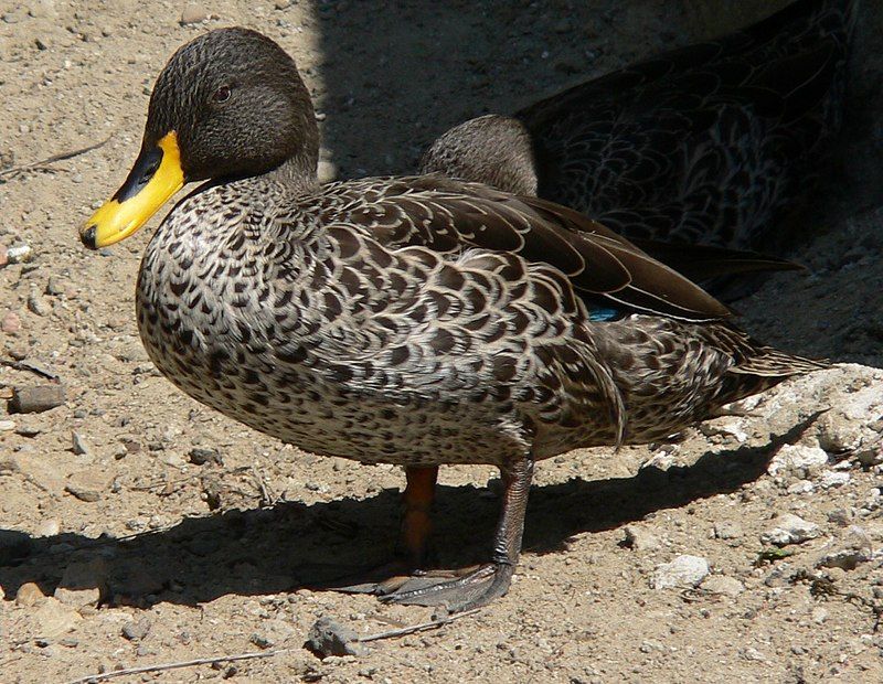 Yellow-billed_duck__2