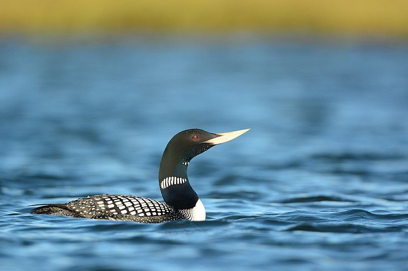 Yellow-billed_loon__12