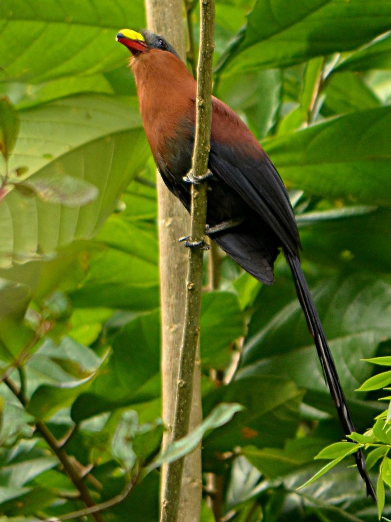 Yellow-billed_malkoha__17