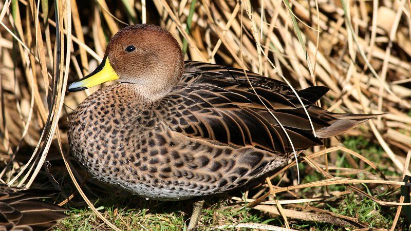 Yellow-billed_pintail__1